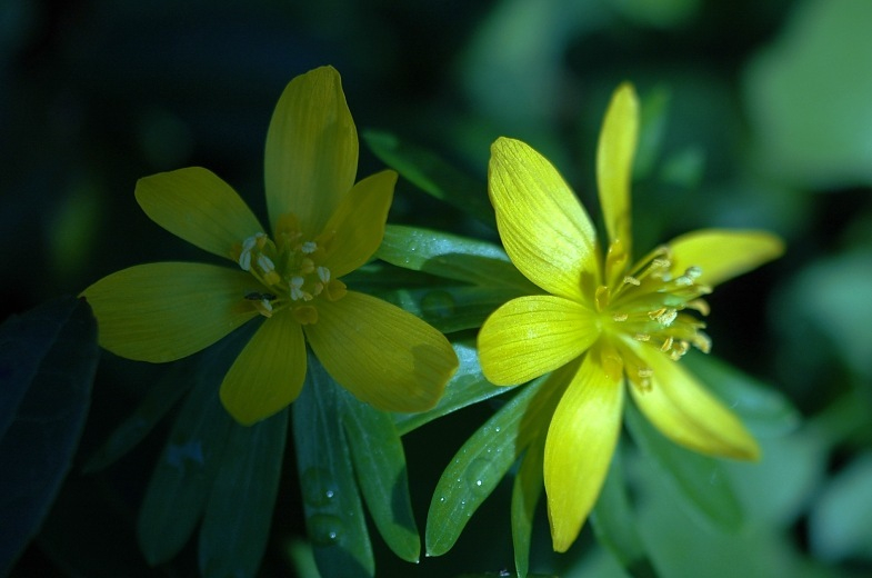 Eranthis 1