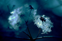 [galerie pid=15410]