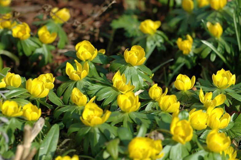 Eranthis 1