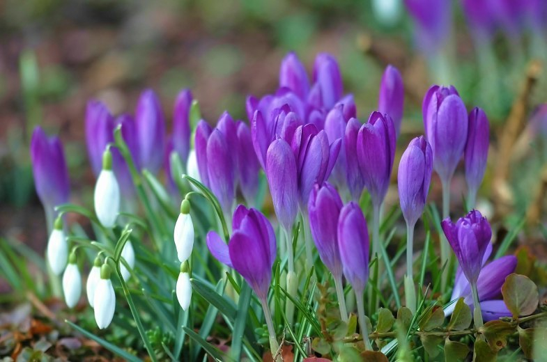 Galanthus Krokus