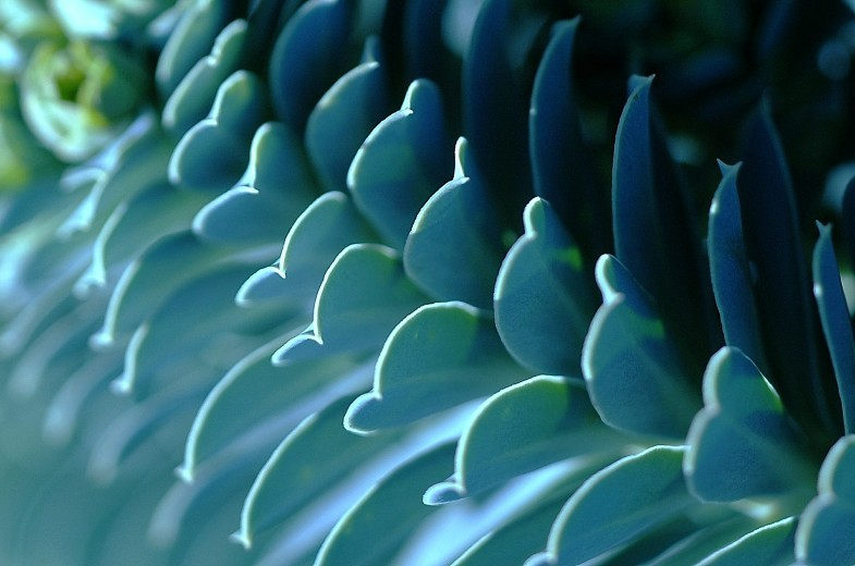 Strukturen Euphorbia 1