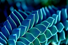 Strukturen Euphorbia 2