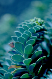 Strukturen Euphorbia 3