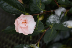 Camellia Hagoromo Schneeblüte