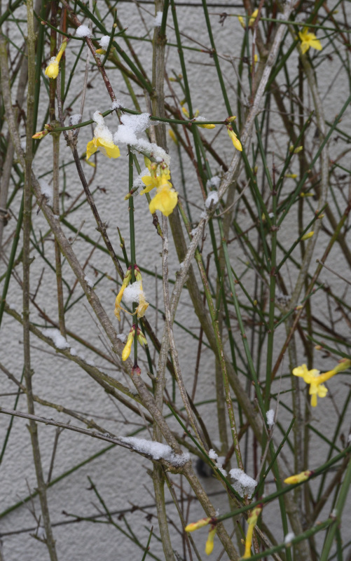 Winterjasmin