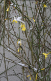 Winterjasmin