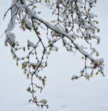 Lonicera fragrantissima