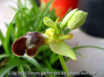 Ophrys omegaifera