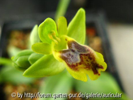 Ophrys sicula