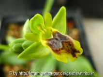 Ophrys sicula