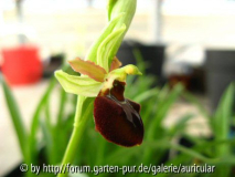 Ophrys sphegodes