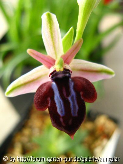 Ophrys spruneri