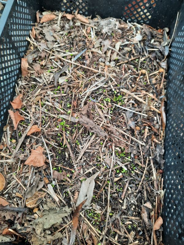 keimende Winterlinge