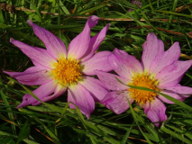 Dahlia coccinea