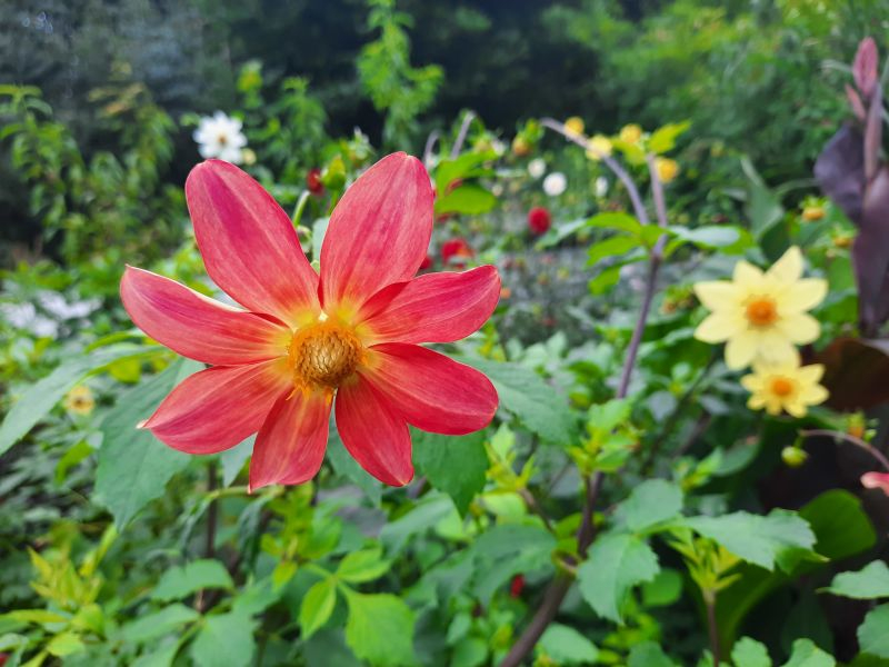 Dahlia coccinea