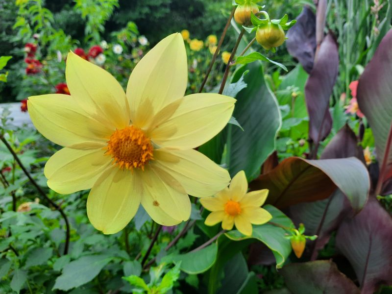 Dahlia coccinea