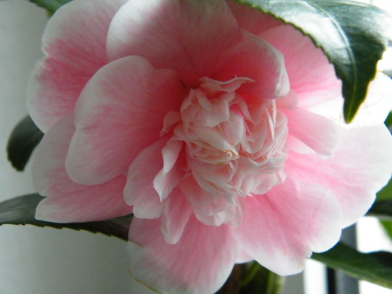 Cam. jap. Jean Clere