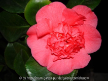 japonica 'Fire Ball' II