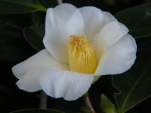 Kamelie 'Apple Blossom' 