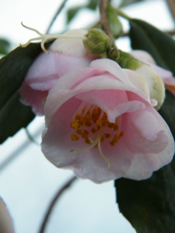 Camellia rosiflora 'Cascade'