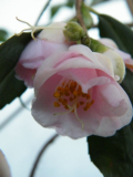 Camellia rosiflora 'Cascade'