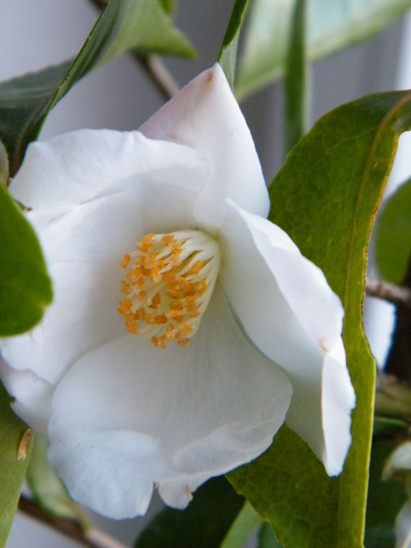 Camellia  'Yoimachi'