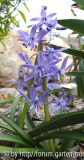 scilla greilhuberi.jpg
