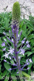 scilla natalensis.jpg