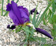 iris chamaeiris.jpg