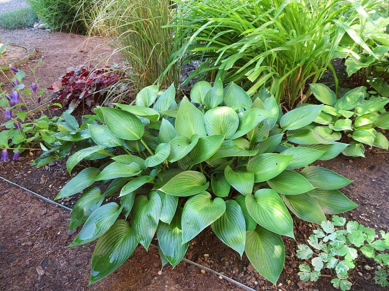 Devon Green