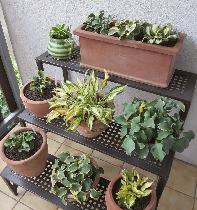 Hostaständer Balkon
