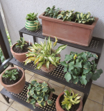 Hostaständer Balkon