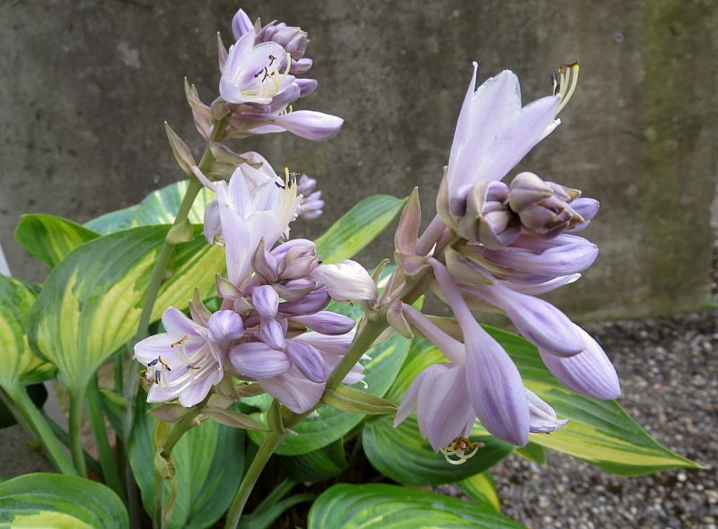 June Blüte