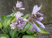 June Blüte
