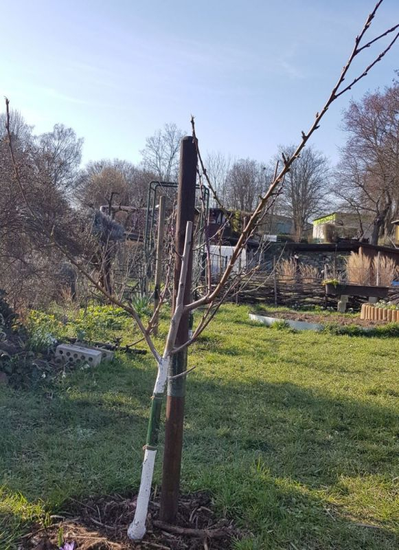 Pfirsich Gesamtansicht