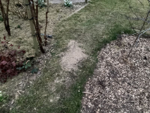 Nachgesät mitRasen-Sand Mischung