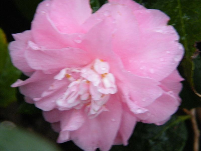 Kamelie Spring Festival
