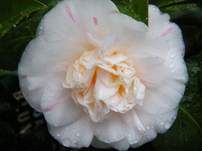 Kamelie Duchess de Cazes