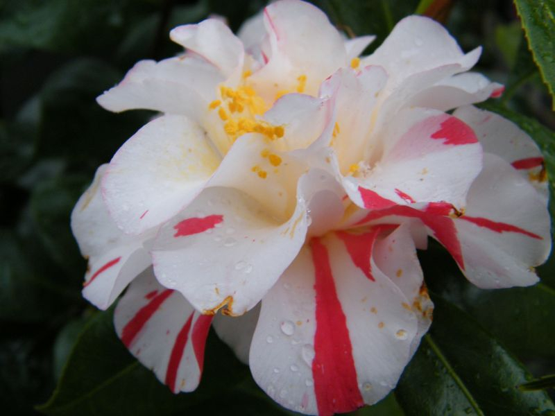 Kamelie Princess Masako