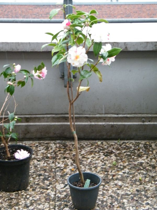 Kamelie Princess Masako Ganzkörper mit Topf