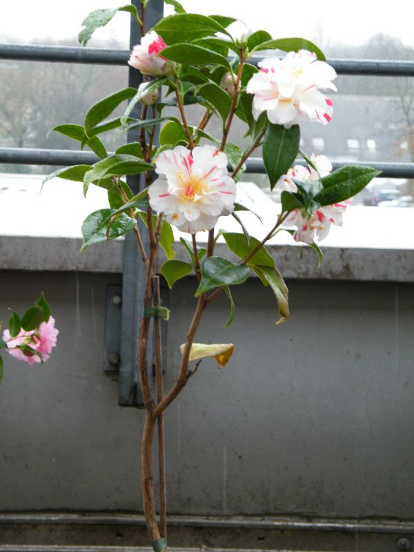 Kamelie Princess Masako ohne Topf