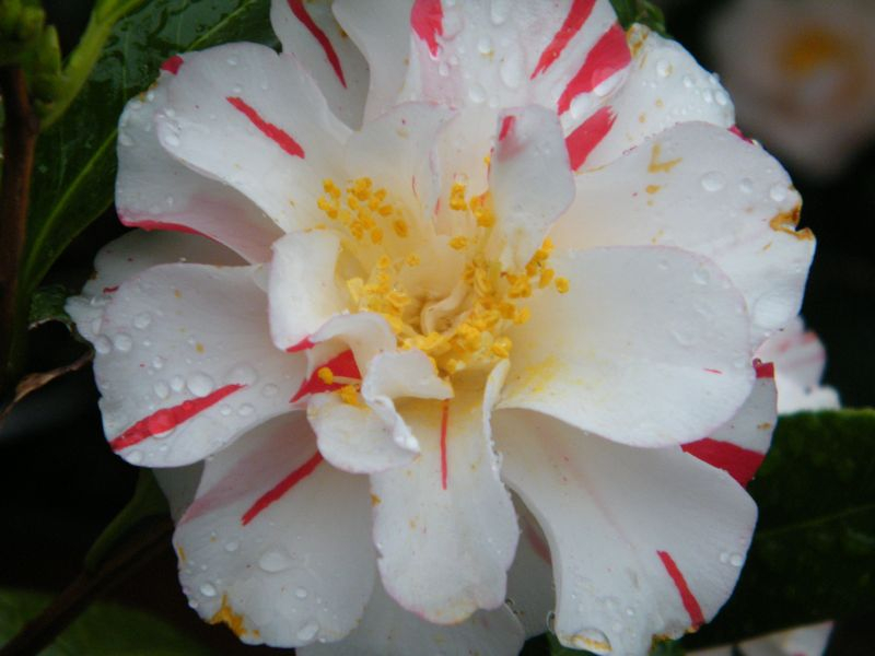 Kamelie Princess Masako Blüte