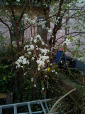 Kriecherlblüte