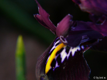 irisfragment.jpg