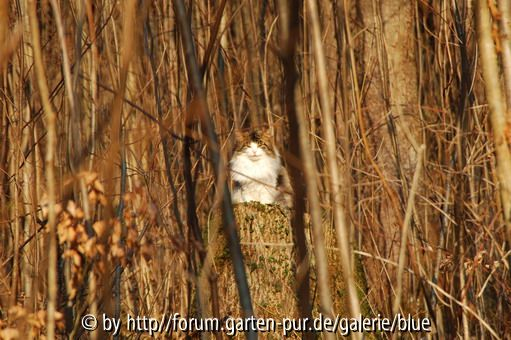 Begegnung im Wald