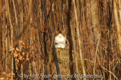Begegnung im Wald