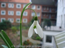 Galanthus 'Sibbertoft Magnet'
