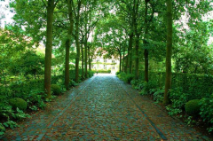 Die Allee