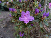 2023-04-23 Blaufeder
