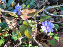 Hepatica 
